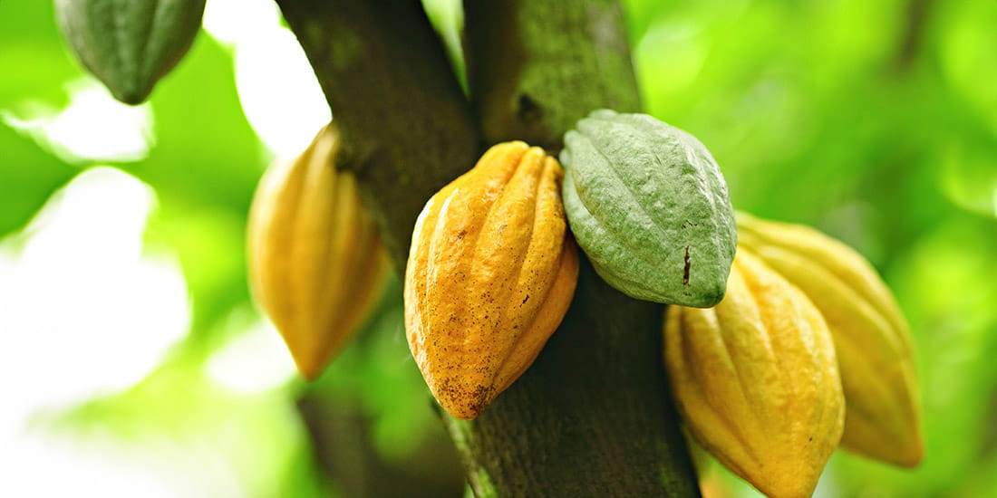 Cocoa pods